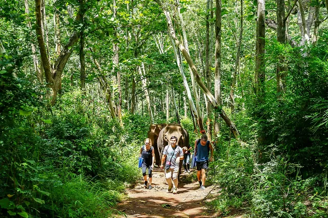 Ethical Elephant Sanctuaries in Chiang Mai: How to Choose the Right One