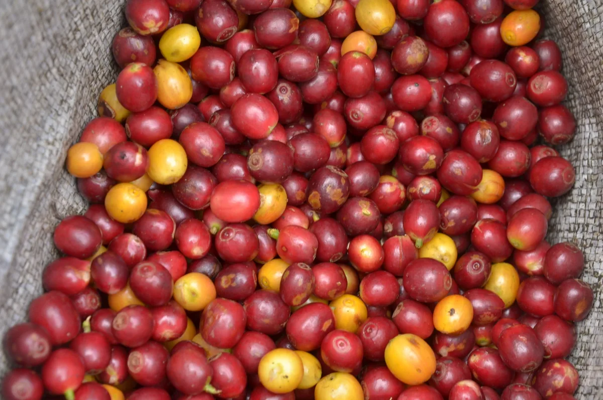 Northern Thai Coffee 2