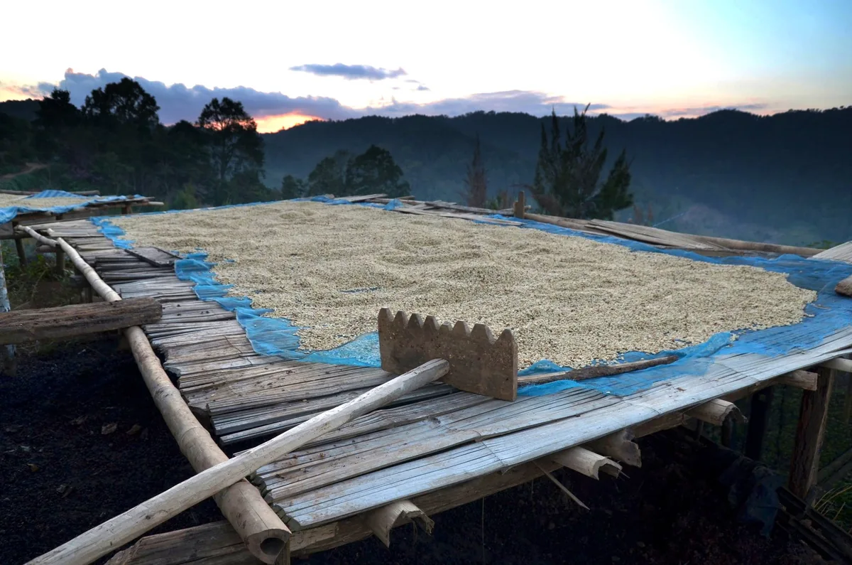 Northern Thai Coffee 3